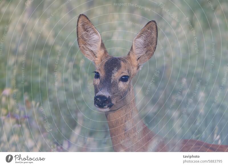 portrait of wild roe deer doe mammal wildlife female young animal brown nature european fauna beautiful capreolus countryside wilderness habitat natural meadow