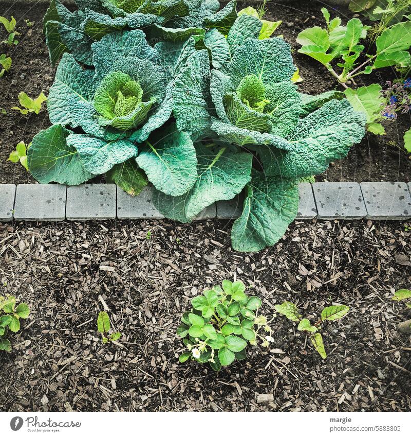 Top harvest! Savoy cabbage Cabbage Garden Bed (Horticulture) Vegetable Fresh Healthy Eating Nutrition Organic produce Food Vegetarian diet Green Harvest Point