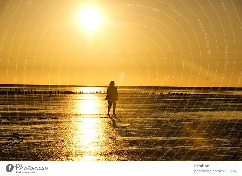 Mudflat hike at sunset. watt North Sea Mud flats Ocean coast North Sea coast Tide Low tide Horizon Water Vacation & Travel Relaxation Slick Beach ebb and flow