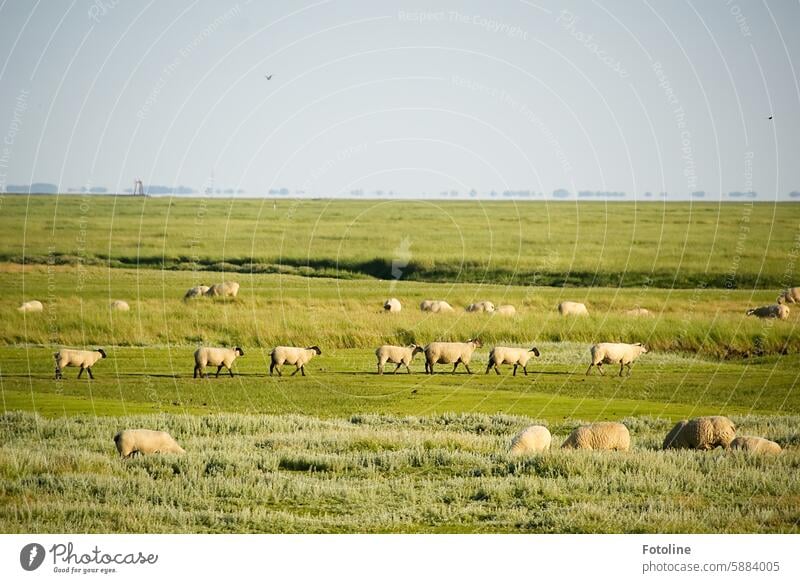 A herd of sheep runs across the meadow in front of the dyke and mows the grass. Farm animal Flock Group of animals Herd Meadow Sheep Landscape Nature Grass