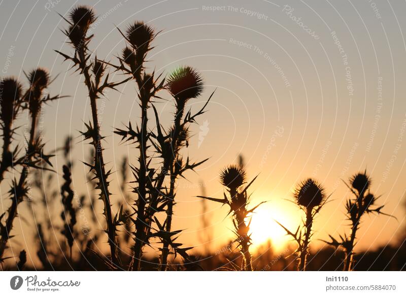 Thistles in the evening sunlight Nature Landscape Summer Horizon End of the day Evening evening mood fascination romantic Sun Sunset deceleration tranquillity