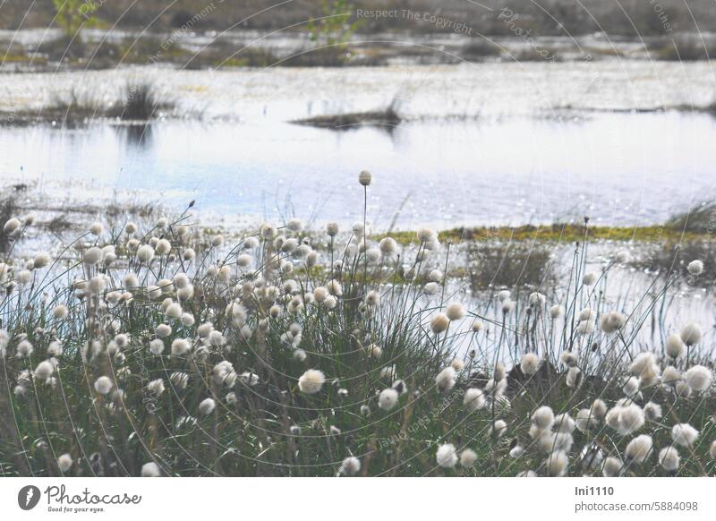 Moorland with cotton grass Spring Bog plants moorland Bog Pond Water grasses Cotton grass eriophorum Woolbows nature conservation silent