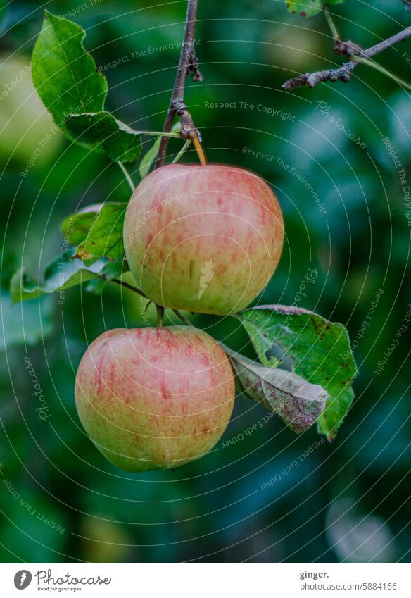 apples Green Red Apple 2 leaves Fruit Healthy Food Delicious Fresh Nutrition Juicy Vitamin Organic produce Healthy Eating Vegetarian diet Vitamin-rich naturally