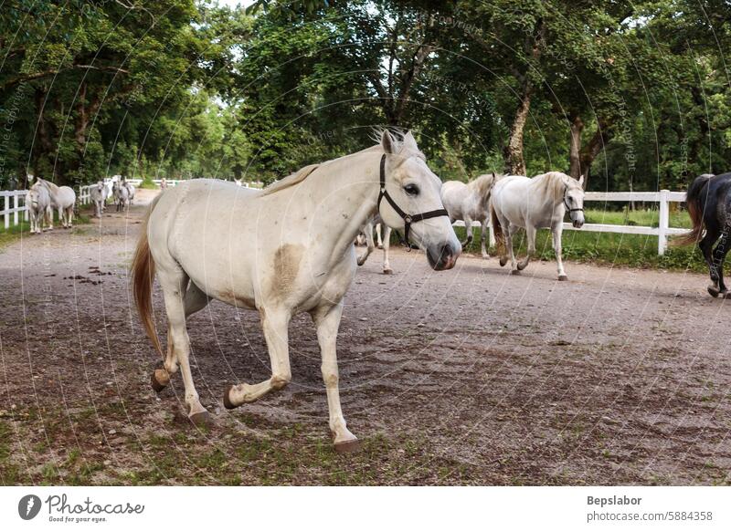 Lipica horse, breed horses, slovenia, europe mammal white meadow purebred dressage riding stable domestic equestrian lipica freedom ranch stallion pasture