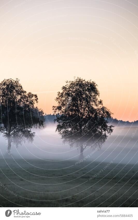 Morning mood with fog Fog Tree birches trees Moody Morning fog Landscape Nature Dawn Shroud of fog morning mood Misty atmosphere Idyll Calm Deserted Sunrise