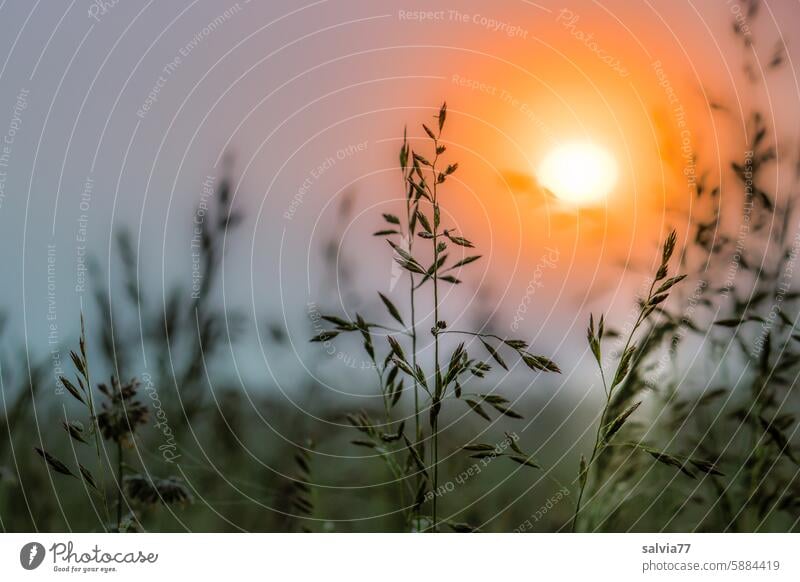 The sun rises every day Sunrise Grass panicles Fog Moody Landscape Morning Light Nature Sunlight Back-light Dawn smooth oats Grass blossom Sky Colour photo