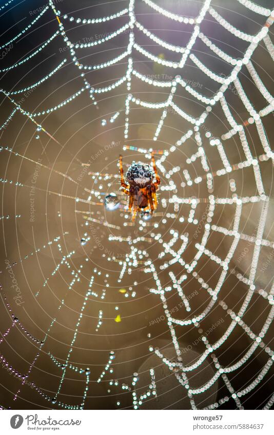 Spider sits in the middle of a web embellished with dewdrops Spider's web Cross spider dew drops Back-light Nature Exterior shot Colour photo Close-up
