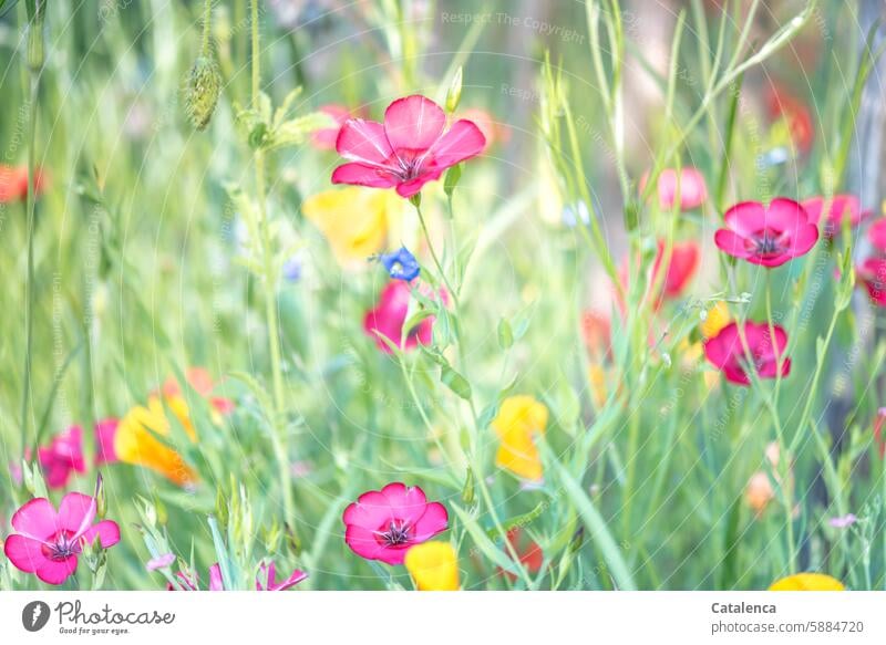 Colorful flowers grow along the picket fence fragrances wither bleed to death blossom red flax blue canvas Blossoming Poppy plants flora Nature fade variegated