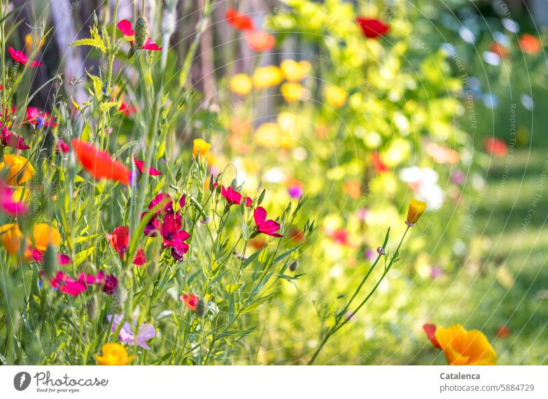 Colourful flowers Nature flora plants Poppy Blossom Blossoming blue canvas red flax Grass Garden blossom bleed to death wither fragrances Green Red Blue