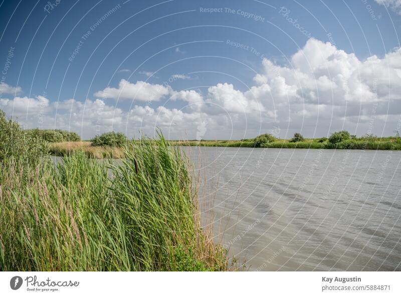 Tubular zone Sylt rantum Common Reed Cattail (Typha) Polder hinterland Nature aquatic plants Environment Nature reserve North Sea coast Brackish water lake