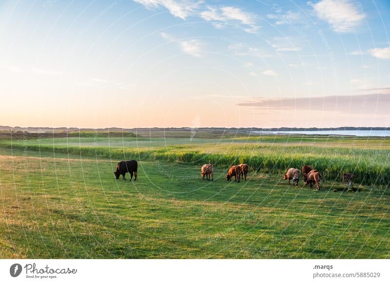 Happy cows Beautiful weather Landscape Nature Meadow Willow tree Cow North Sea coast Clouds Summer vacation Horizon Vacation & Travel Sky Idyll Environment