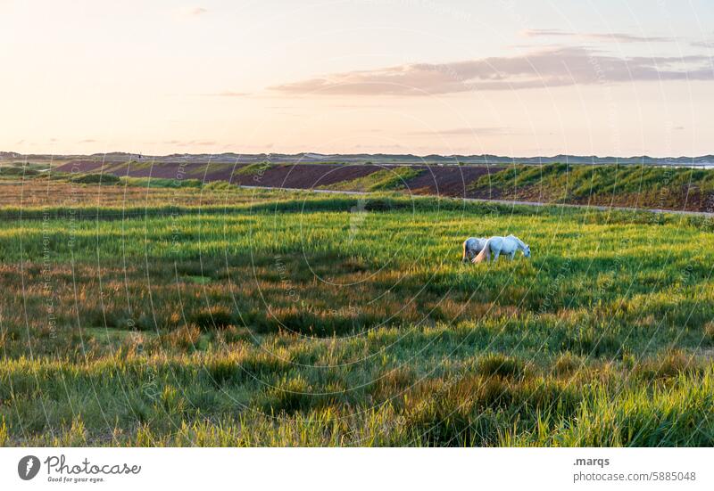 Pair of animals Calm Environment tawdry Sky Evening Horse Meadow Landscape Contentment To enjoy Free Grass Beautiful weather Horizon Animal Nature Willow tree