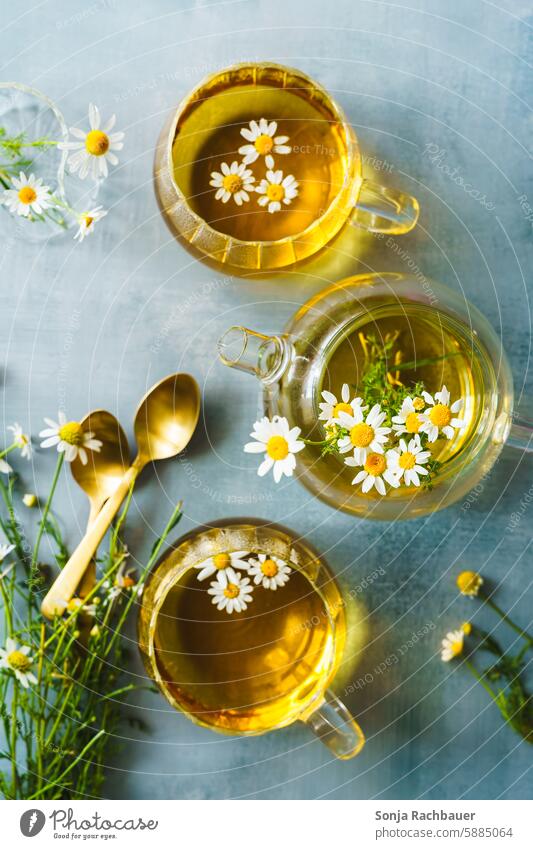 Chamomile tea in two glasses and a teapot on a gray table. Top view, hot drink. Tea Camomile blossom Medicinal plant Tea glass Teapot Colour photo Healthy