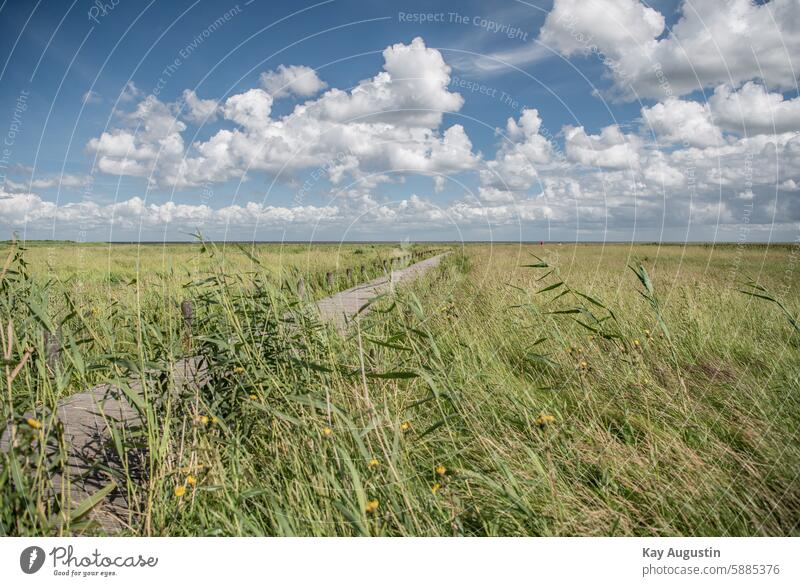 Wooden boardwalk to the sea wooden walkway Wooden plank Bollard blades of grass Salt Aster Beach Aster Pannonia salt aster Wadden Sea National Park Footbridge