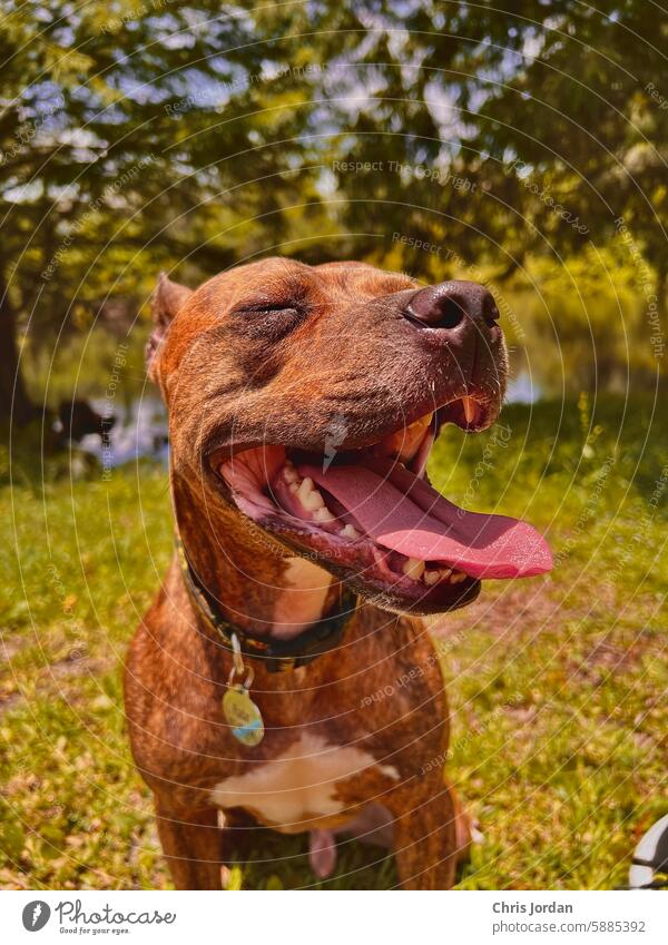 Happy Doggo staffordshire Terrier Pit Bull Sunlight brindle young Animal Pet canine cute