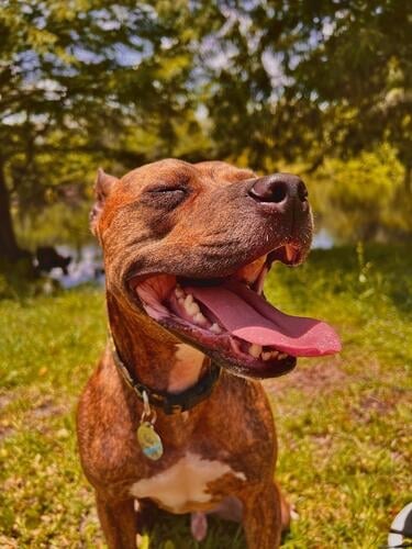 Happy Doggo staffordshire Terrier Pit Bull Sunlight brindle young Animal Pet canine cute