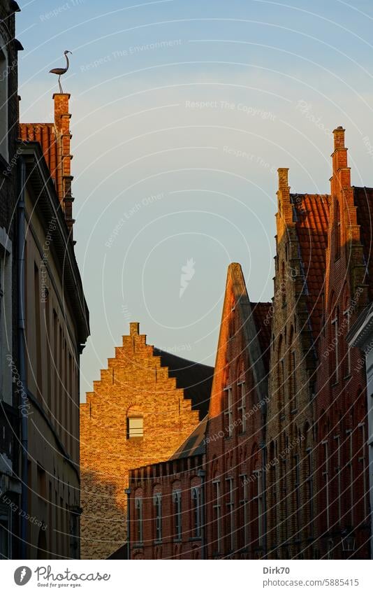 Gables of old houses in Bruges House (Residential Structure) pediment Brick Facade Sunlight evening light Brugge Belgium Town Downtown Old town Historic