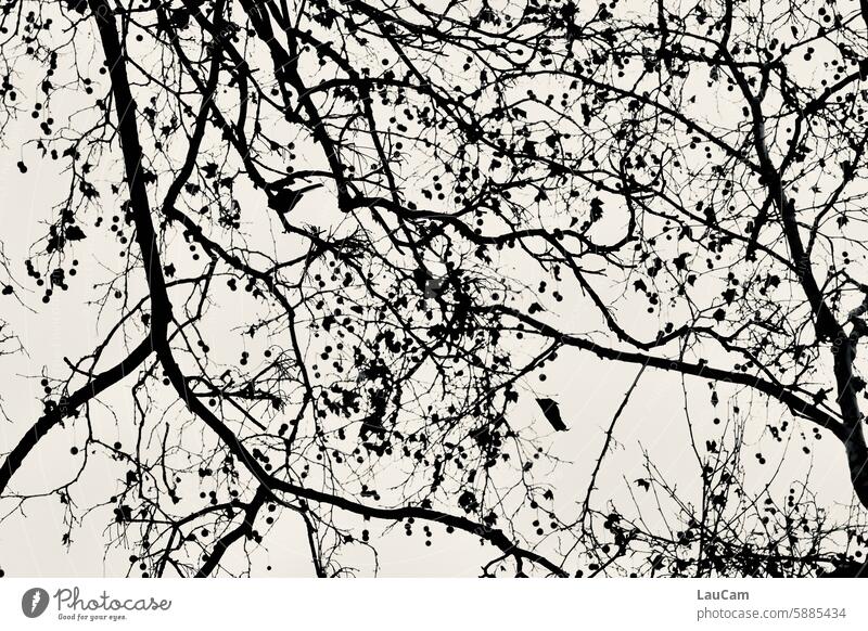 Search picture with bird twigs branches Tree Bird ramification Branches and twigs Exterior shot Bleak leaves Deciduous tree Autumn black-and-white