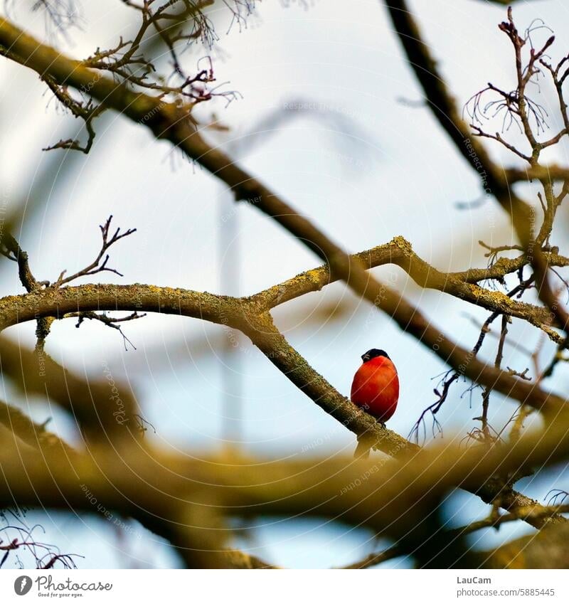 Birdwatching - Bullfinch in the branches bullfinch Blood Finch twigs birdwatching Nature Animal portrait Tree in focus Pink salmon-coloured twigs and branches