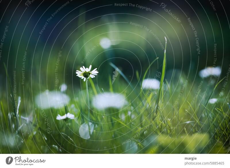 Daisy meadow daisy Meadow Green Summer Nature Blossom Flower daisies Summery Shallow depth of field little flowers petals Blossom leave Environment Growth