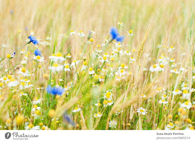 Camomile & cornflower Cornflower cornflowers Chamomile Camomile blossom Nature Field Schleswig-Holstein blurriness shallow depth of field naturally Summer