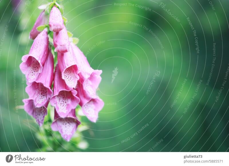 Source of danger | Foxglove - beautiful and poisonous Thimble Wild plant Domestic Nature Plant Flower Blossom Summer Exterior shot Colour photo venomously