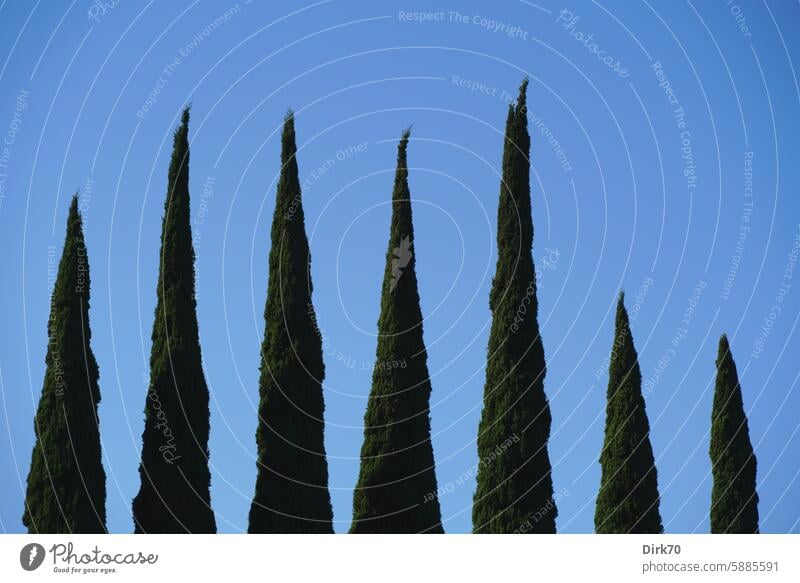 Tops of some cypress trees in a row in Anaheim, California Cypresses Coniferous trees top Row Row of trees Sky clear Cloudless sky Tree Deserted Nature