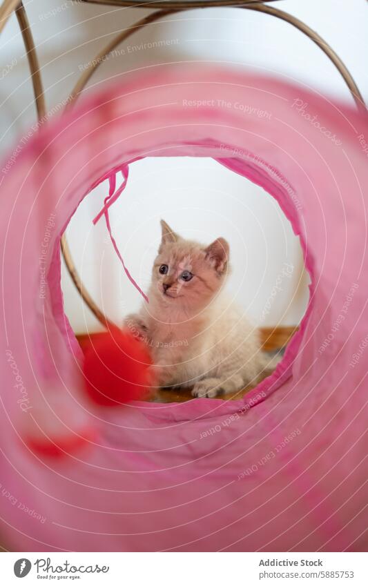 Kitten playing inside a colorful tunnel kitten toy pink curious gaze sit vibrant red dangling tease feline young pet cute animal playful indoor looking fur soft