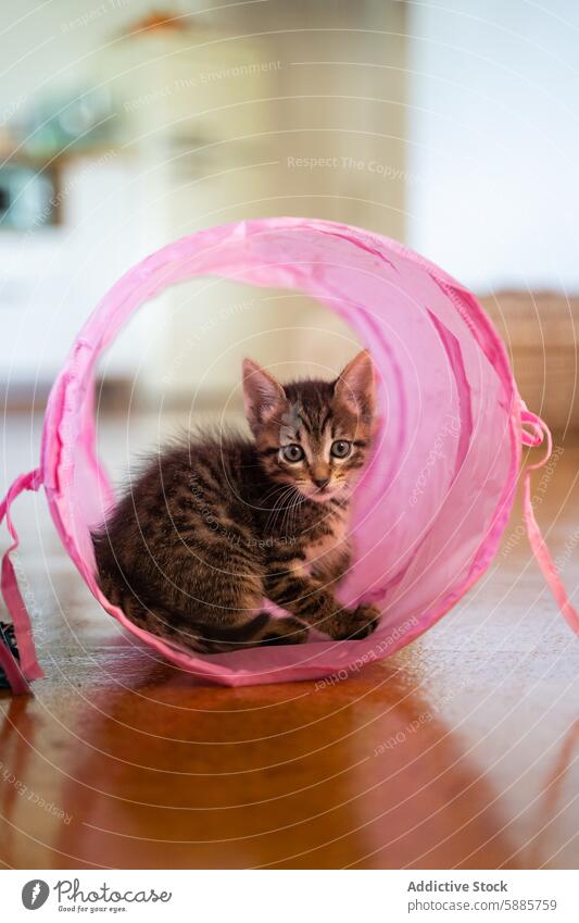 Kitten Playing in a Pink Toy Tunnel indoors kitten cat tabby pet animal cute playful house home toy tunnel pink fur soft warm curious eyes domestic small feline