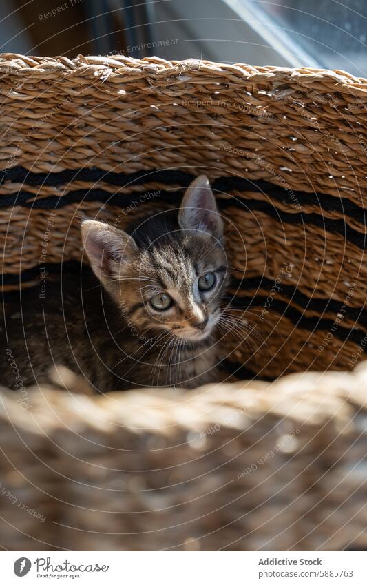 Curious kitten peeking from rattan basket curious animal pet cute domestic small feline tabby whisker eye gaze looking soft fur pattern cozy hidden shelter warm