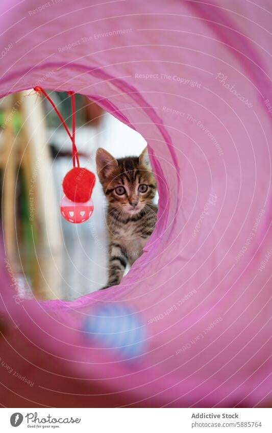 Curious kitten playing inside a pink tunnel with a hanging toy playful curious tabby pet cat curiosity indoor adorable cute small animal feline domestic whisker