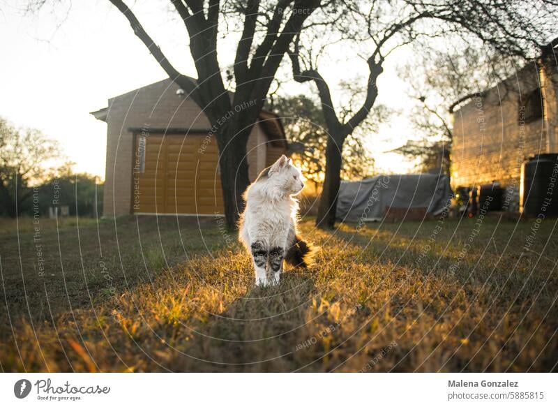 Silhouette of a cat at sunset, outside Cat Sunset Orange Colour photo Animal Pet Exterior shot Domestic cat Animal portrait Cute Animal face Observe Curiosity