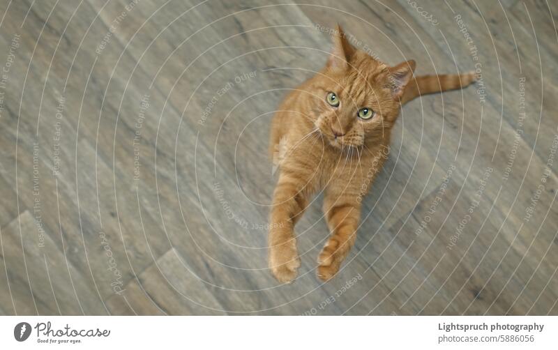 Top view of funny ginger cat trying to catch a toy. Panoramic image with copy space. domestic cat playing playful agility leisure games panoramic image