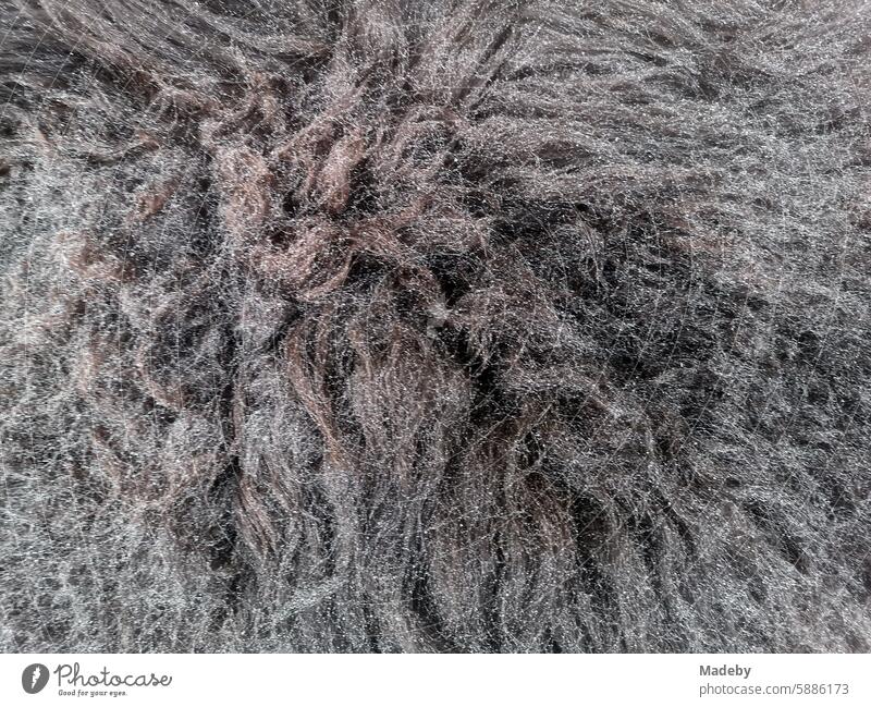 Fluffy fur with long hair and water drops in the rain on a bench in front of a store in the main street of Oerlinghausen near Bielefeld on the Hermannsweg in the Teutoburg Forest in East Westphalia Lippe