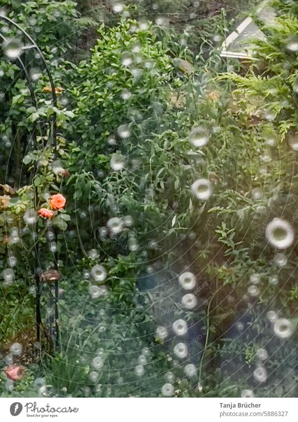 View through the window after the rain scented rose Rain raindrops view outside Wet Drops of water Bad weather Window pane Rainy weather Weather Water pink