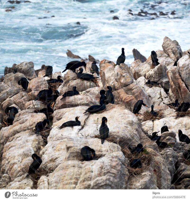 in south africa  wildlife  nature birds     and rocks bay penguin beach sea cape western ocean coast jackass demersus spheniscus colony landscape animal