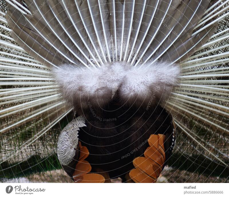 Peacock from behind, fluffy down on the rump of a peacock doing cartwheels Bird Animal Feather Peacock feather Downy feather rear view courtship behaviour Gray