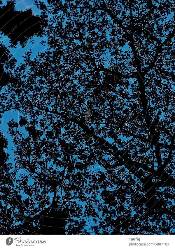 abstract blue sky and some random tree Abstract abstract photography Aesthetics Art Colour aesthetic Colour photo Photography artistic