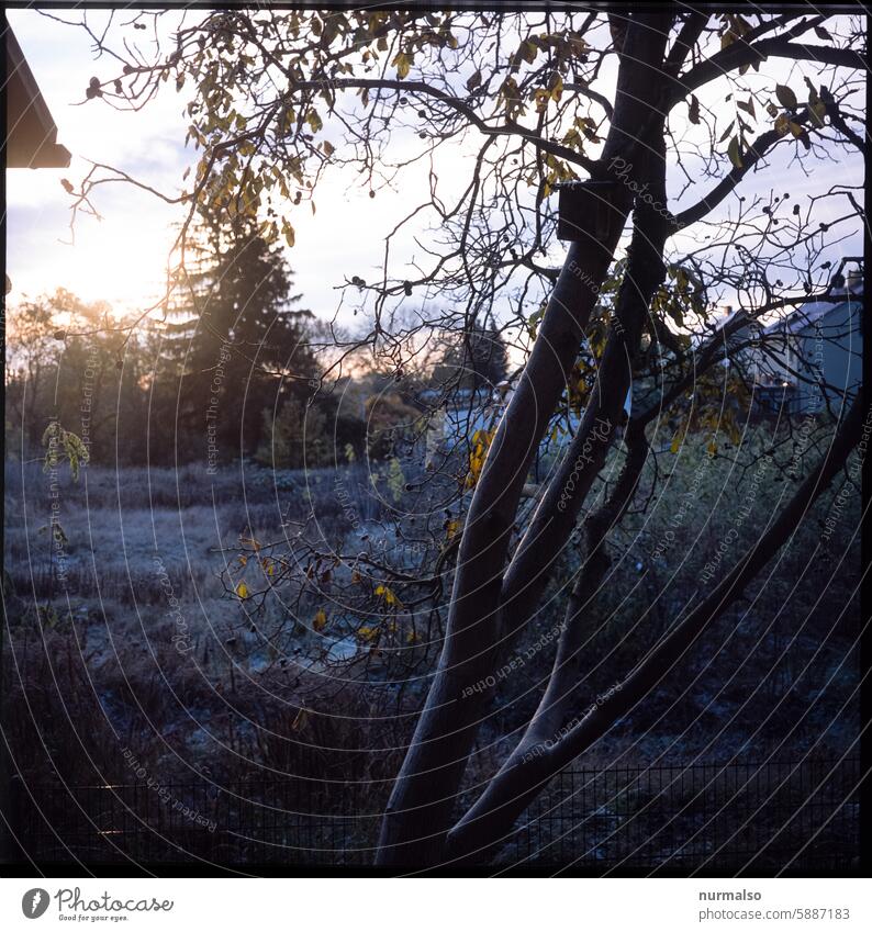 premonition Autumn Frost Morrgen Sun launch Arise variegated leaves Early riser early bird walnut tree Moody morning mood Analog 6x6 Roll film