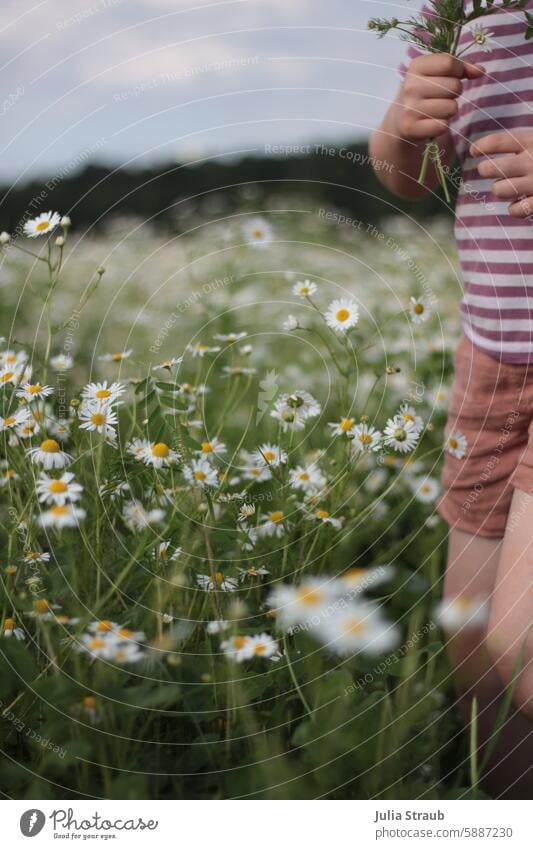 Girl picking chamomiles in a meadow Flower meadow Experiencing nature wonderful countryside out flowers Nature Bouquet beautifully for you Good luck Infancy