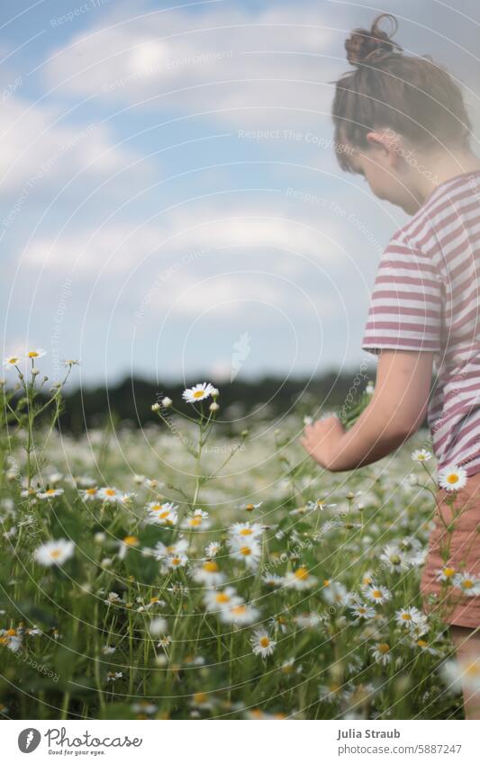 Girl picking chamomiles in a meadow Striped sniff feel stroll Meadow Green Nature Flower meadow flowers Camomile blossom Summer Chamomile Pick pick flowers