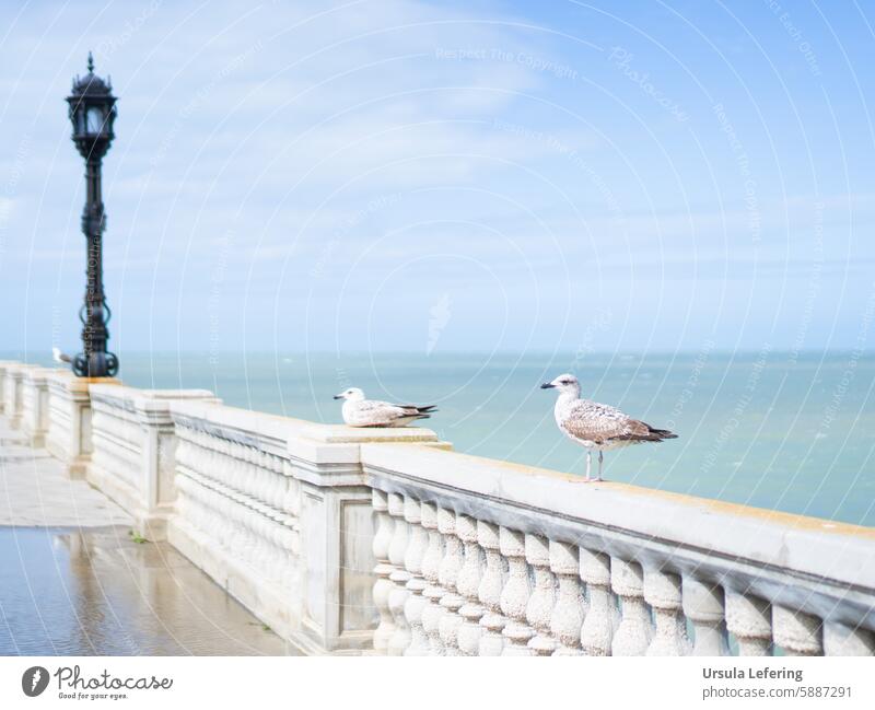 Seagulls on railings Gull birds Gull Bird Ocean vacation Pastel shades pastel shades pastel blue coast coastal landscape Summer Bright Light blue Vacation mood