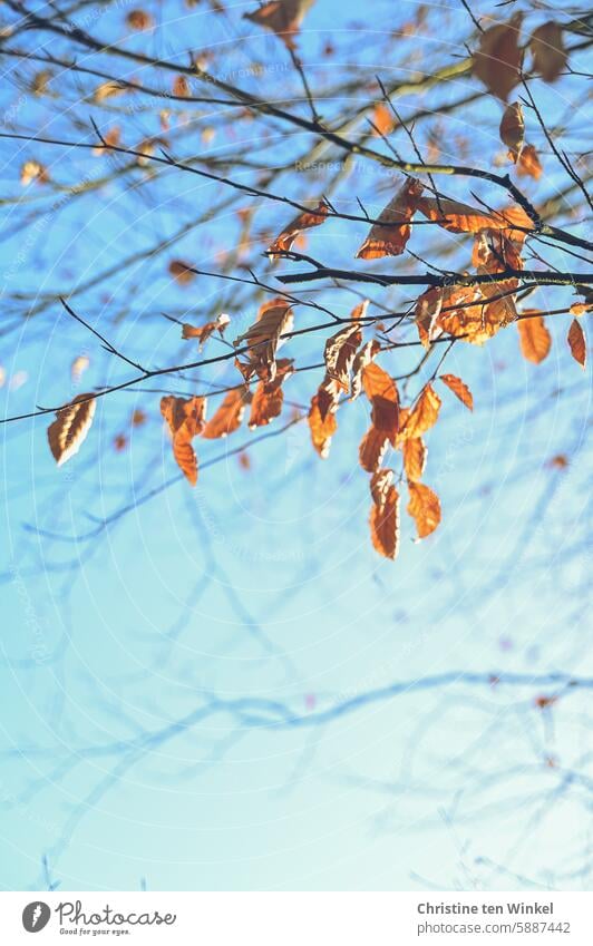 Sunny winter day with glowing beech leaves coloured leaves Nature Winter January Transience Twigs and branches Orange Change Sunlight Seasons February