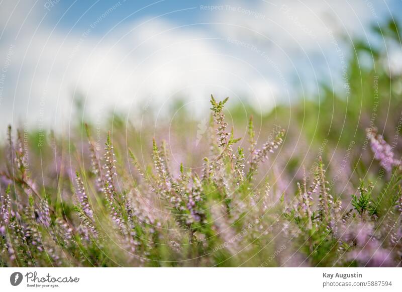 heather Sylt Part of the plant broom heathen calluna vulgaris Heather family Ericaceae Heather blossom heyday heath landscape flora Botany Plant photography