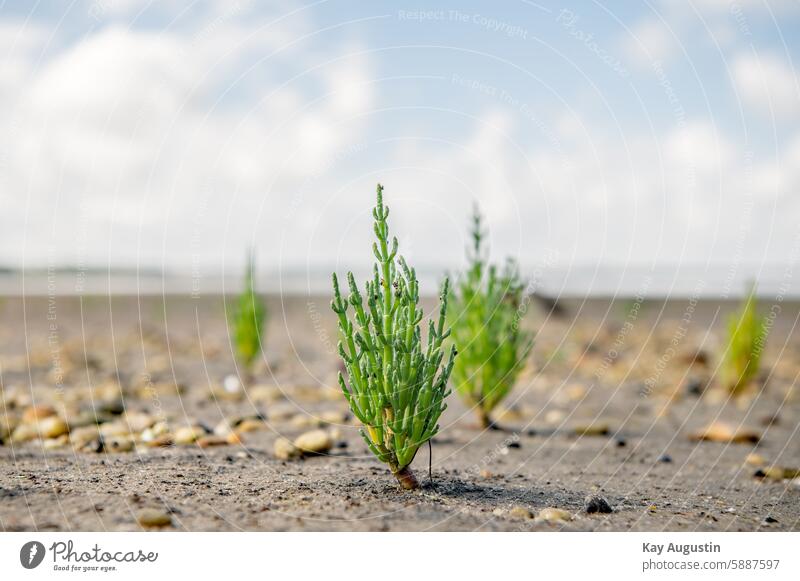 European samphire glasswort Salicornia European Queller Salicornia europaea Sea asparagus kitchen herbs Glass melting Low tide Glass lard