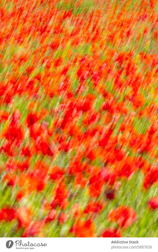 Abstract vibrant red poppies captured in a blurred style poppy flower green field abstract photography color floral nature backdrop artistic colorful motion