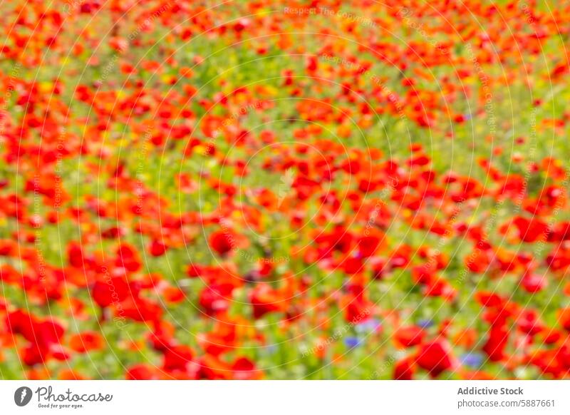 Colorful abstract blur of a vibrant poppy field red green color floral nature impressionistic dreamlike artwork background texture summer outdoor blooming