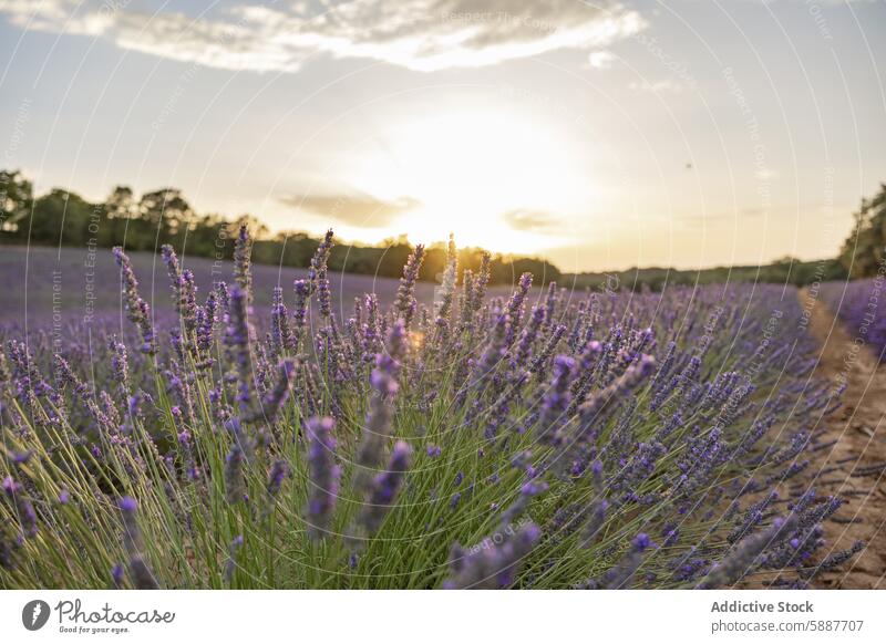 Golden sunset over lavender fields in Brihuega, Spain brihuega spain castilla la mancha golden light nature landscape agriculture flora scenic rural summer