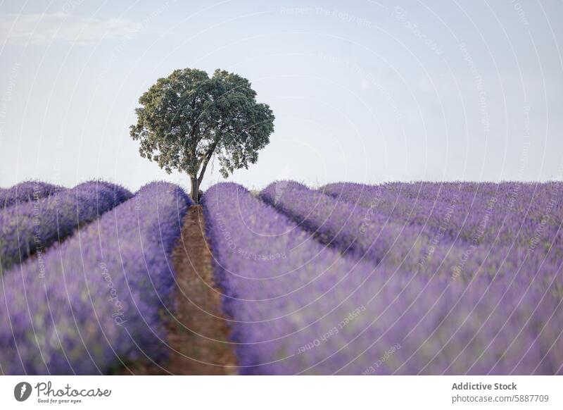 Serene lavender fields with solitary tree in Brihuega, Spain brihuega spain castilla la mancha tranquil scenic agriculture nature floral purple cultivation