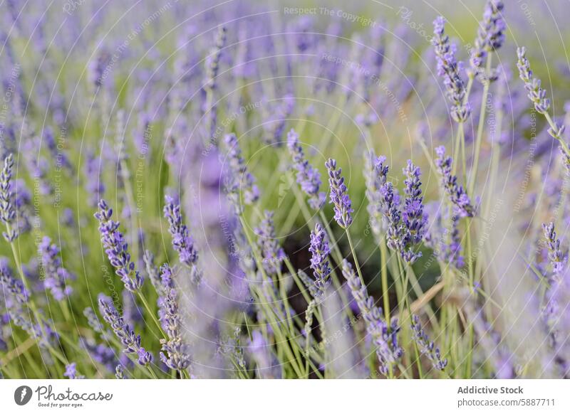 Vibrant lavender fields in Brihuega, Spain brihuega castilla la mancha spain flower bloom flora aromatic purple natural botanical agriculture farming